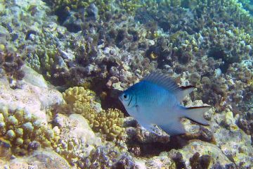 Amblyglyphidodon indicus