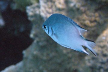 Amblyglyphidodon indicus