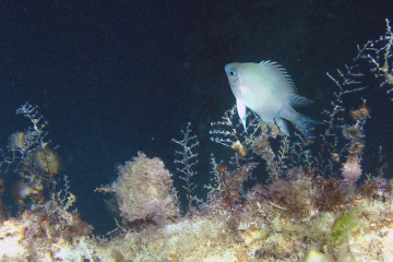 Amblyglyphidodon indicus