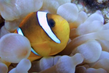 Amphiprion bicinctus