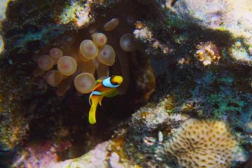 Amphiprion bicinctus
