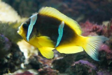 Amphiprion bicinctus