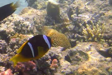 Amphiprion bicinctus