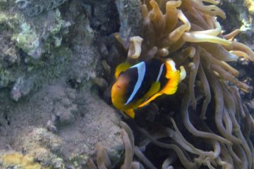 Amphiprion bicinctus
