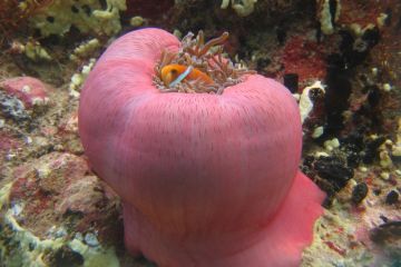 Amphiprion bicinctus