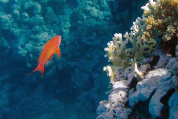 Pseudanthias squamipinnis