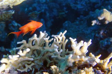 Pseudanthias squamipinnis