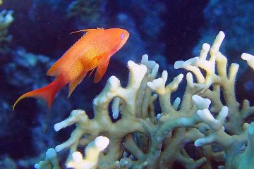 Pseudanthias squamipinnis