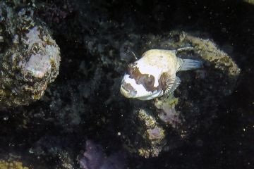 Arothron diadematus