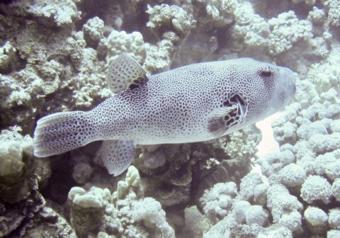 Arothron-stellatus-_2-card