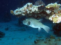 Arothron stellatus