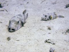 Arothron stellatus & Arothron hispidus.jpg