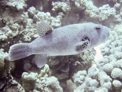 Arothron stellatus