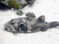 Arothron stellatus