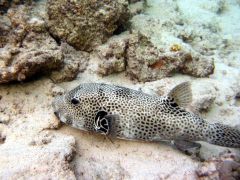 Arothron stellatus