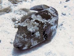 Arothron stellatus