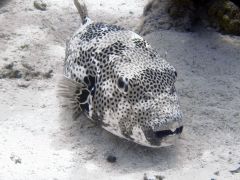 Arothron stellatus