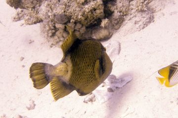 Balistoides viridescens