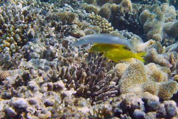 Parupeneus cyclostomus
