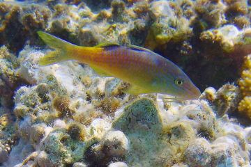 Parupeneus cyclostomus