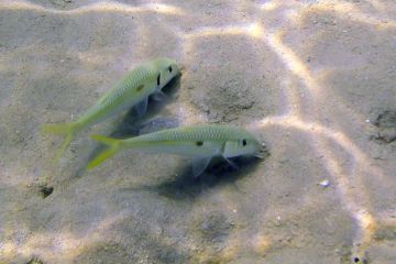 Mulloidichthys flavolineatus