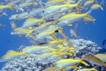 Mulloidichthys vanicolensis