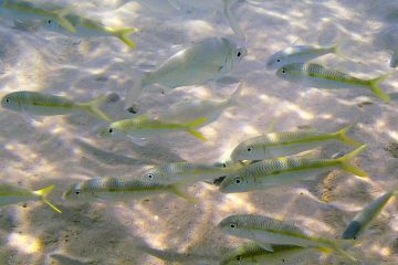 Mulloidichthys flavolineatus