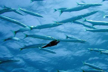 Sphyraena-barracuda-Большая-барракуда-Great-barracuda-молодняк