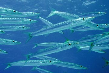 Sphyraena-barracuda-Большая-барракуда-Great-barracuda-молодняк