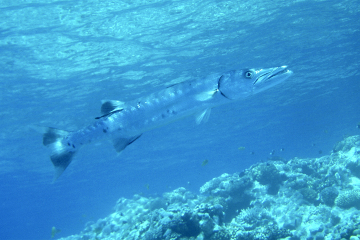 Sphyraena barracuda - Большая барракуда - Great barracuda