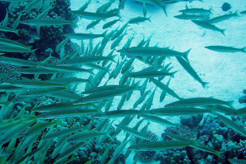 Sphyraena-helleri-Барракуда-Хеллера-Hellers-barracuda-1