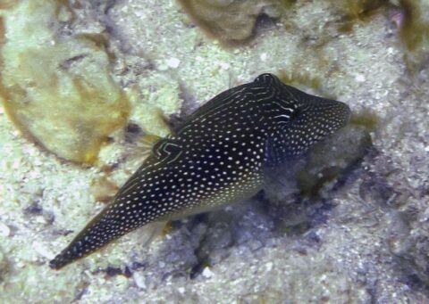 Canthigaster-margaritata-_1-card