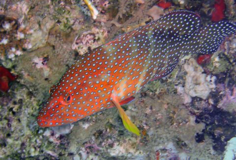 RedSea-20030101-222-card
