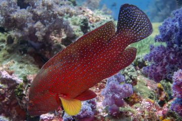 Cephalopholis miniata