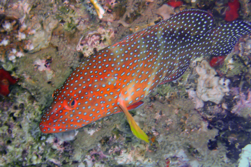 Cephalopholis miniata