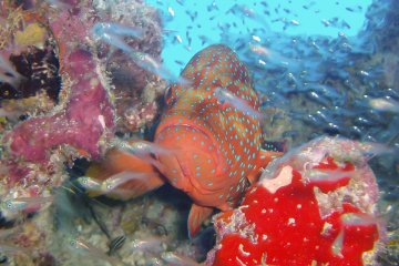 Cephalopholis miniata
