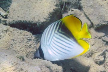 Chaetodon auriga