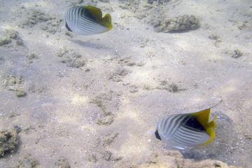 Chaetodon auriga