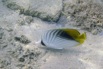 Chaetodon auriga