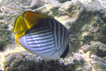 Chaetodon auriga