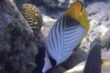 Chaetodon auriga