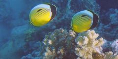 Chaetodon austriacus