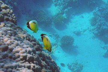 Chaetodon austriacus