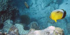 Chaetodon austriacus