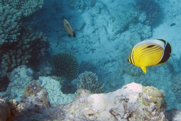Chaetodon austriacus