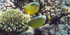 Chaetodon austriacus