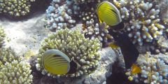 Chaetodon austriacus