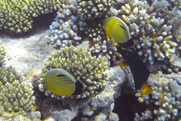 Chaetodon austriacus