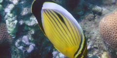 Chaetodon austriacus