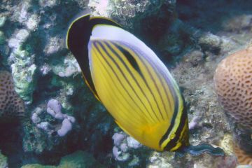 Chaetodon austriacus